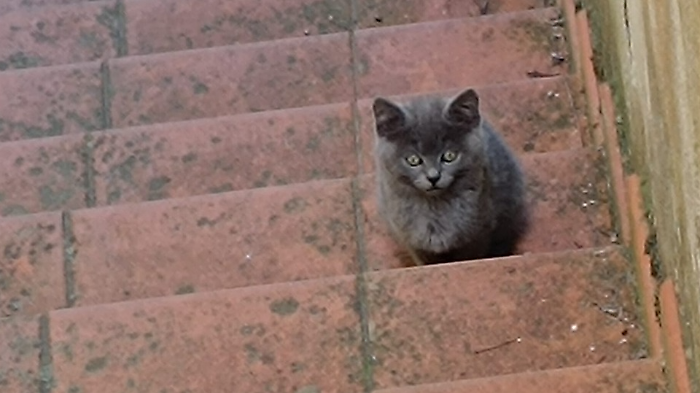 Spoleto, strage di gatti in centro: la rabbia dei residenti
