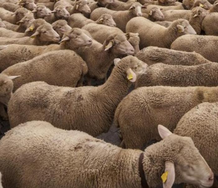 Un gregge di pecore all'asta, ma ancora non ci sono offerte: la lista dell'incanto in programma l'8 novembre