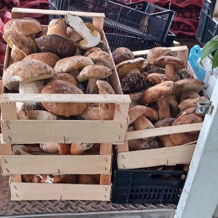 Orvieto, girano su due furgoni e vendono funghi porcini: maxi multa e sequestro