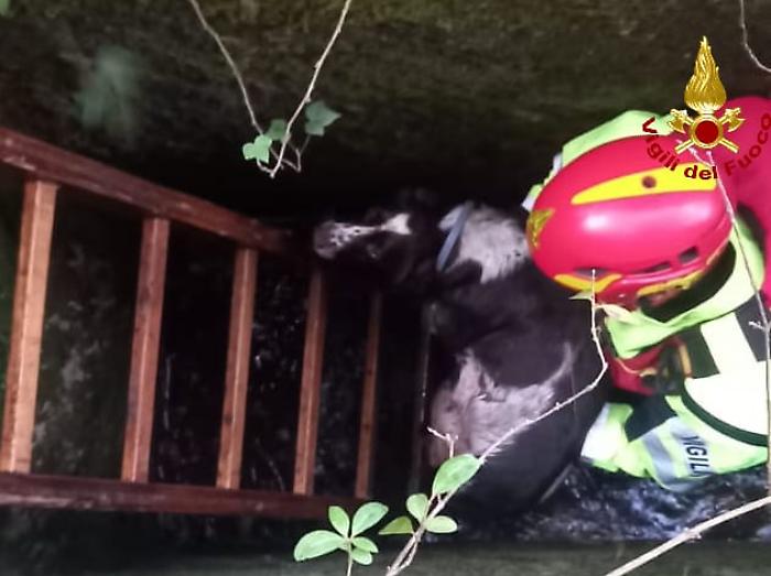 Orvieto, segugio precipita in un pozzo profondo 5 metri durante la caccia: salvata la cagnolina Birba