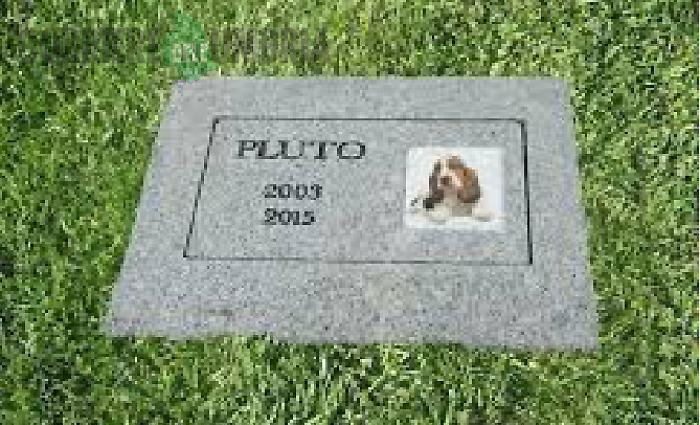 terni cimitero animali cani