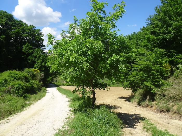 Motori sui sentieri, la denuncia del Cai di Terni: "Possibili danni a natura e animali, la commissione europea verificherà"