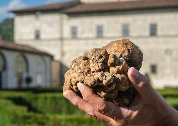 Limitazioni alla raccolta dei tartufi, Arcudi interroga la giunta e chiede interventi contro il ddl in discussione al Senato