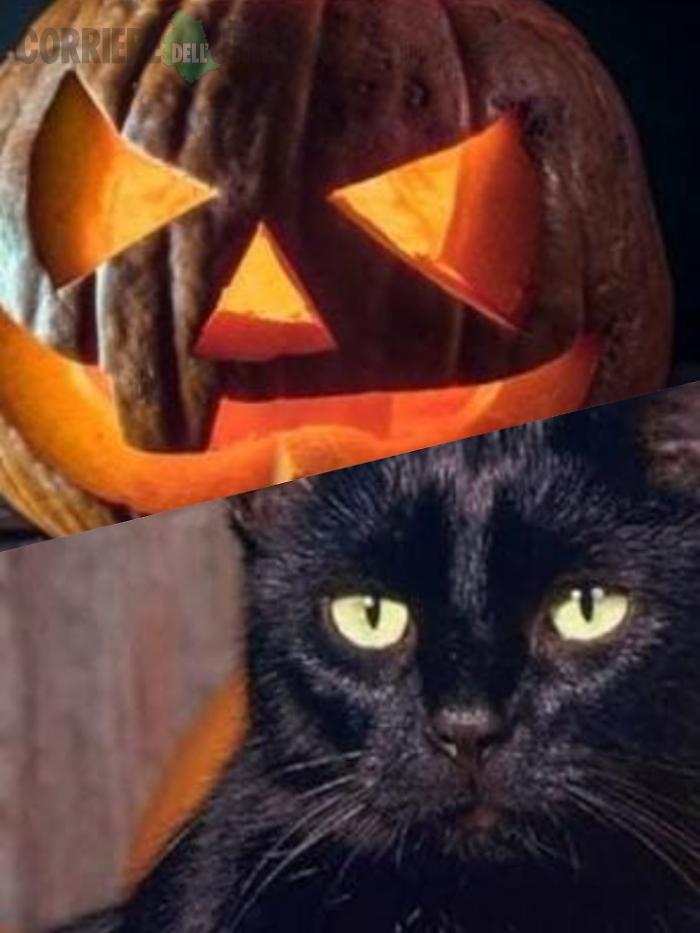gatti neri halloween terni