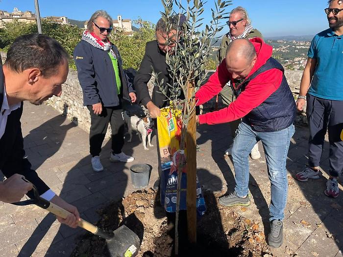 Un Ulivo piantato dagli Sbandieratori all'ingresso del centro storico