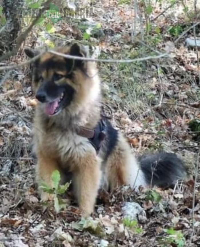 terni cane bruno scomparso