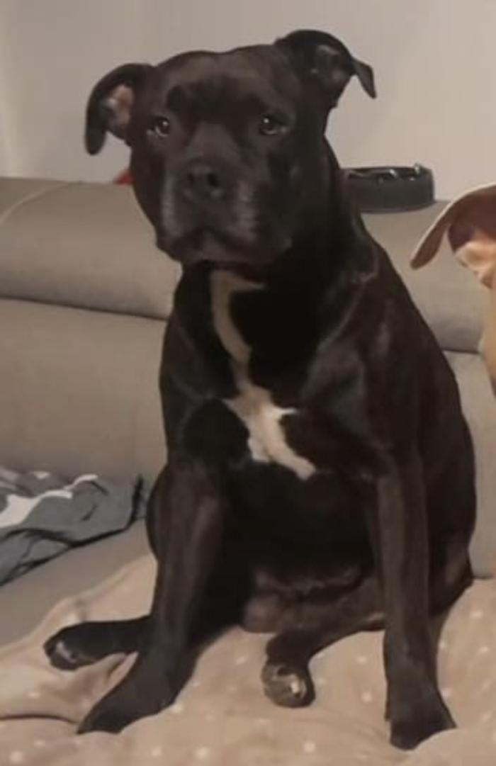 terni narni cane ucciso
