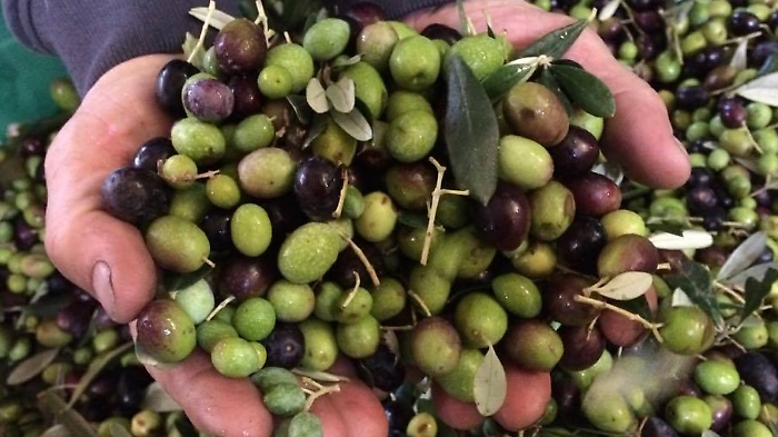 Arezzo, la pioggia bagna troppo le olive e la resa ai frantoi cala da 14 a 8 chili. Prezzo al litro: 15 euro