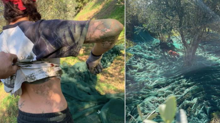 Cinghiale ferito dai cacciatori e inseguito dai cani attacca tre persone che raccolgono le olive