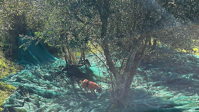 Travolti dal cinghiale nell'oliveto, la battuta di caccia era regolare ma si riflette sulla sicurezza