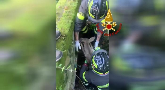 Capriolo ferito rimane incastrato in un cunicolo. Soccorso e messo in salvo dai vigili del fuoco di Castiglione del lago: il video