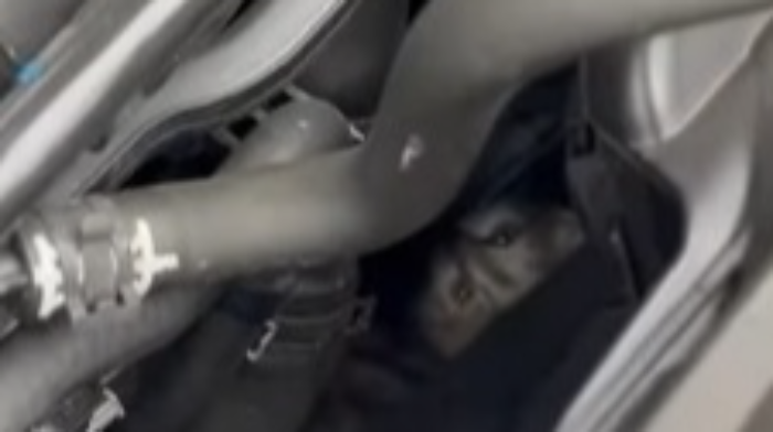 Il gatto sul vano motore