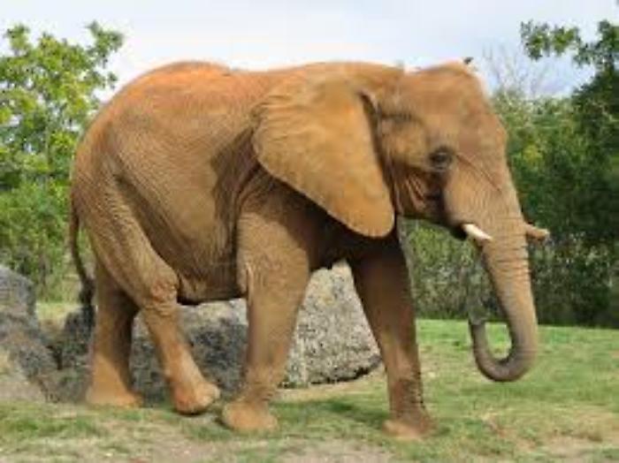 elefante circo amelia terni