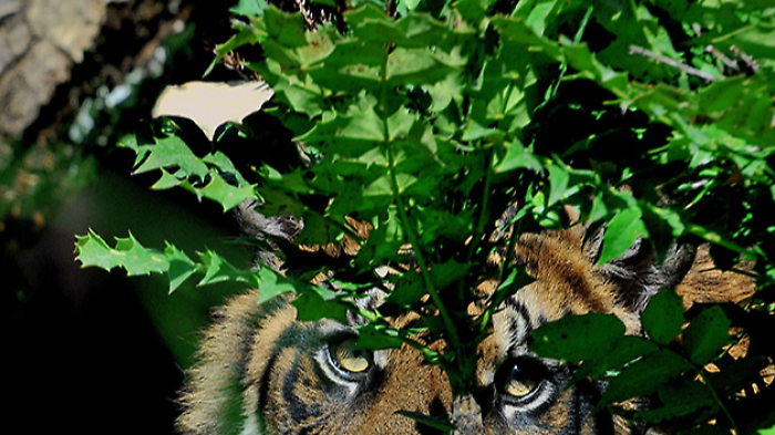 Bioparco di Roma festeggia il primo compleanno della tigre di Sumatra Kala: è una delle sei sottospecie più minacciate di estinzione