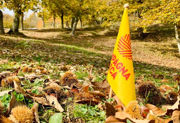 La castagna di Caprese Michelangelo al minimo storico: raccolti nel 2024 solo 270 quintali. A rischio anche la produzione di farina