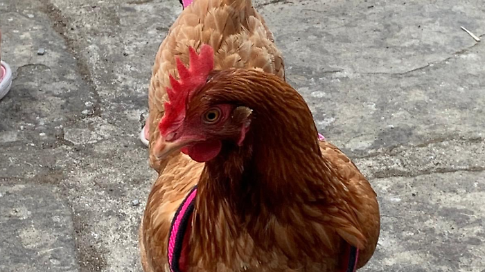 La gallina Graziella