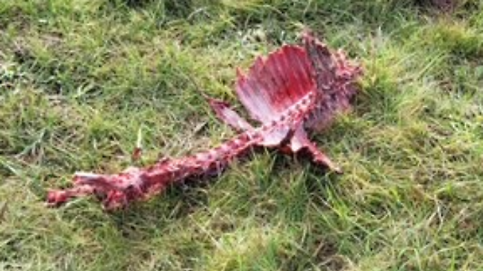 La carcassa del cinghiale