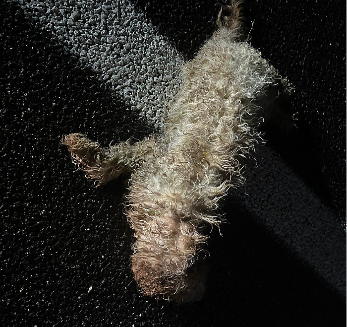 Cagnolino ferito sul Raccordo Terni-Orte, la polizia chiude la strada per salvarlo