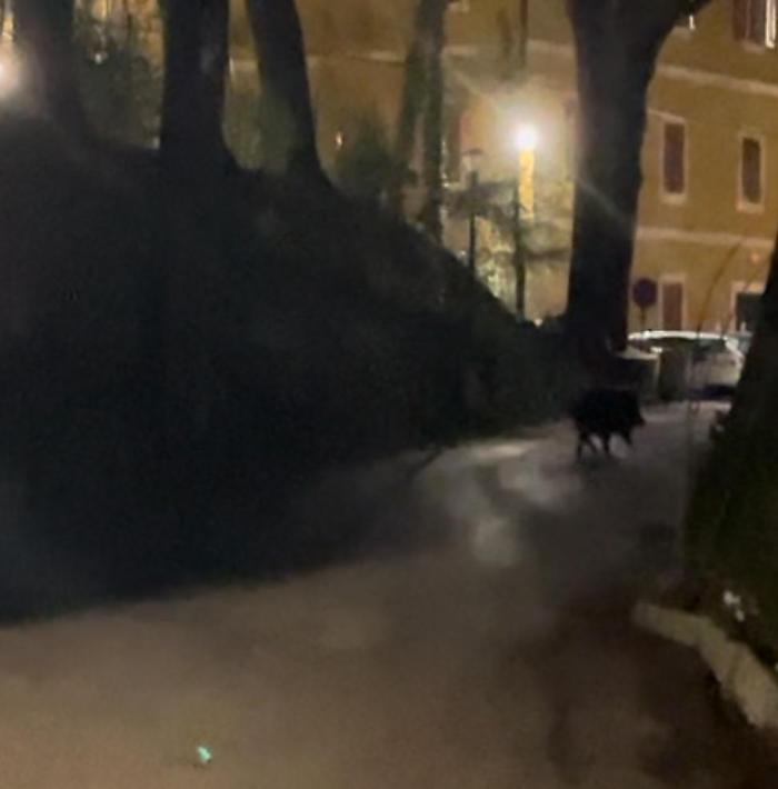 Cinghiale passeggia di notte vicino un asilo di Perugia: il video 