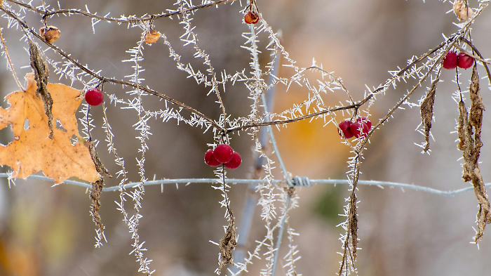 Possibili gelate al mattino: le previsioni per il weekend