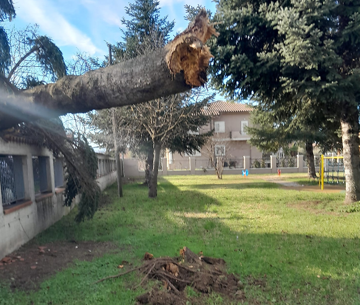 albero caduto selci san giustino