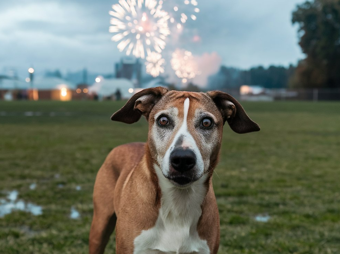 Botti di Capodanno, come proteggere cani e gatti: dieci regole e consigli dall'Oipa. Occhio anche alle lanterne cinesi 