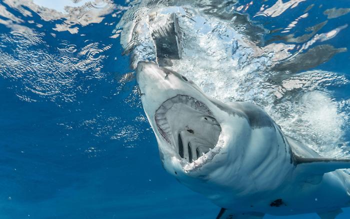 Squali, cosa fare se si viene attaccati: come difendersi e i consigli per prevenire gli agguati in mare