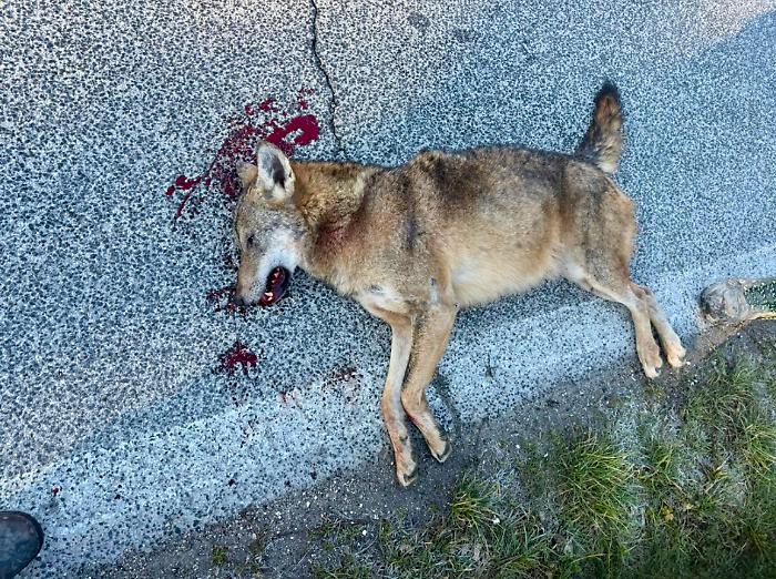 Gubbio, auto investe una lupa: era incinta
