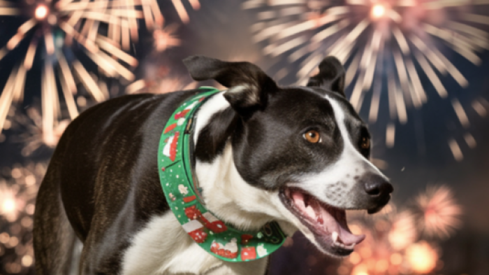 Botti di Capodanno, per evitare traumi agli animali raccomandazioni e consigli da Enpa e Comune