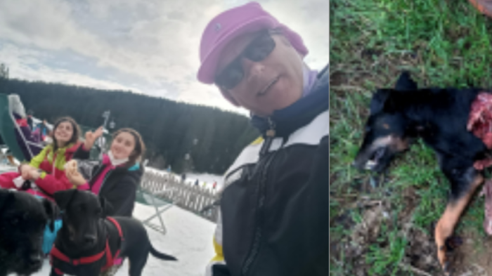 Cane da caccia sbranato dai lupi, il comitato espone il caso: "Fenomeno diffuso e preoccupante"