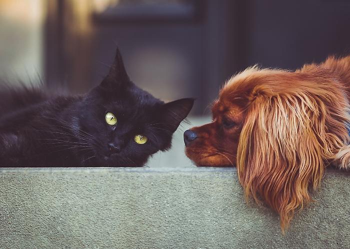 pet cani gatti aereo