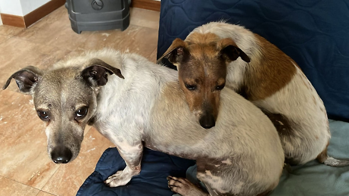 Città di Castello, adotta Pippo e dopo un anno decide di prendere anche il fratello Teo: ecco la prima storia a lieto fine del 2025