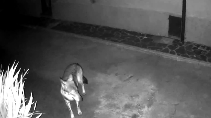 "I gatti prede dei lupi alla periferia della citt&agrave;". Nuovo allarme del comitato, incursioni vicino alle case