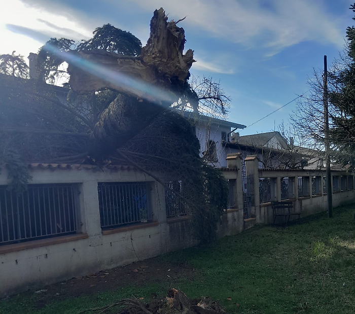 Le piante rischiano di crollare, al via l'abbattimento degli alberi in città
