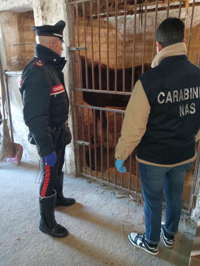 Macellano clandestinamente e commerciano cavalli incompatibili col consumo umano: sette misure cautelari 
