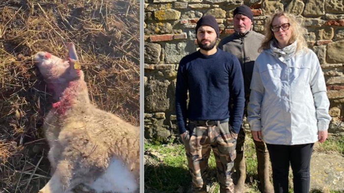 Una delle pecore e la famiglia