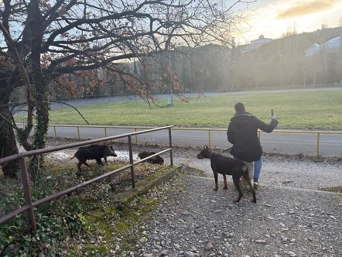 I cinghiali invadono la città? Spuntano le sette regole di comportamento per chi li incontra faccia a faccia
