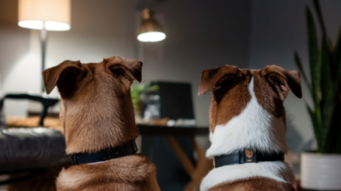 Uomo muore solo in casa, i suoi cani gli restano accanto e cercano in ogni modo di svegliarlo. Trovato dopo giorni. Enpa si occupa dei meticci