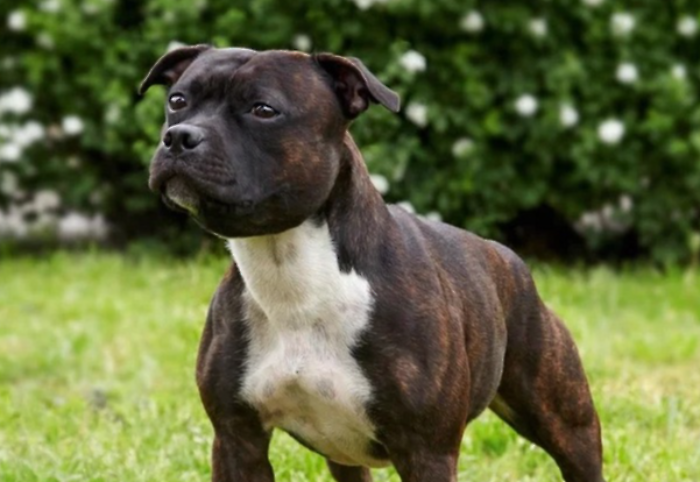 cane pitbull orvieto bambino