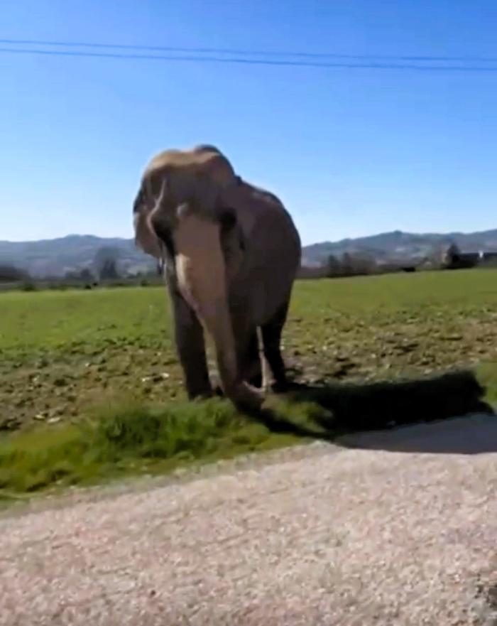 Elefante Gubbio 