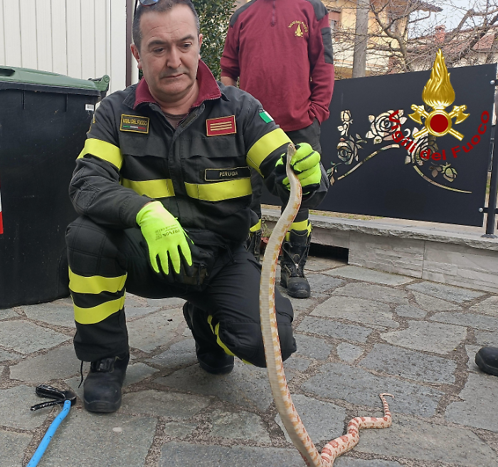 Trova un grosso pitone albino nel suo giardino. Indagini dei carabinieri per risalire al proprietario 