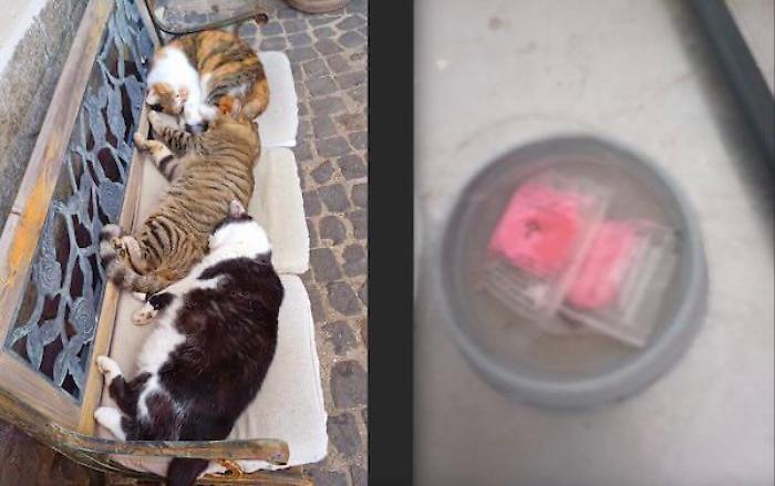 Strage di gatti avvelenati, associazione animalista Aidaa mette "ricompensa" per chi trova l'autore del vile gesto