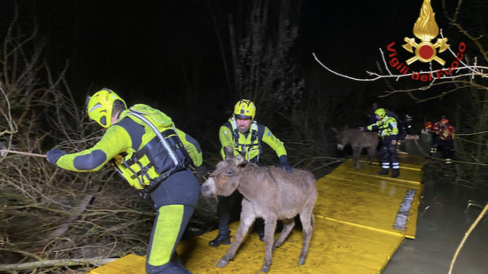 Il salvataggio degli asini