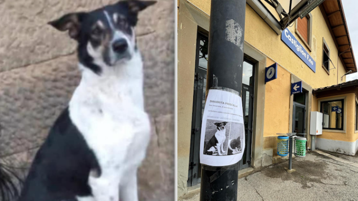 Il cane Priscilla