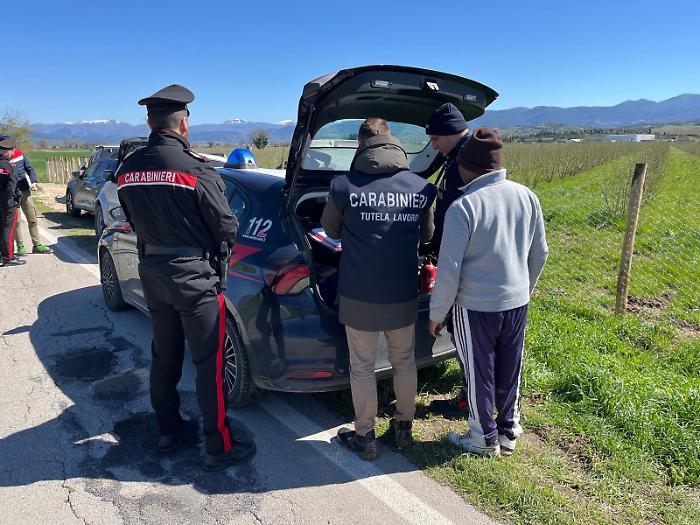Narni, braccianti stranieri lavoravano in nero nell'azienda agricola per la coltivazione di nocciole: maxi sanzione dei Carabinieri da 12.250 euro 