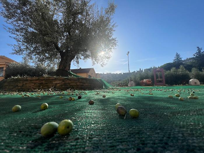 L'evento L'olio di Spello a Villa Fidelia: focus sul ruolo della cooperativa per la tutela della qualità e del paesaggio