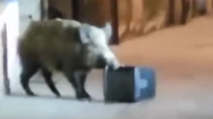 Cinghiale a caccia di cibo per le vie di Gubbio: il video
