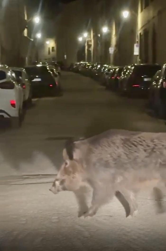 Gubbio, nuove incursioni del cinghiale "Peppone" in centro storico. C'è chi vuole catturarlo 