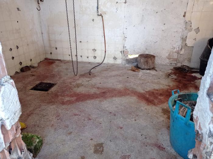 Macellazione clandestina di cavalli, giudizio immediato per i due allevatori umbri 