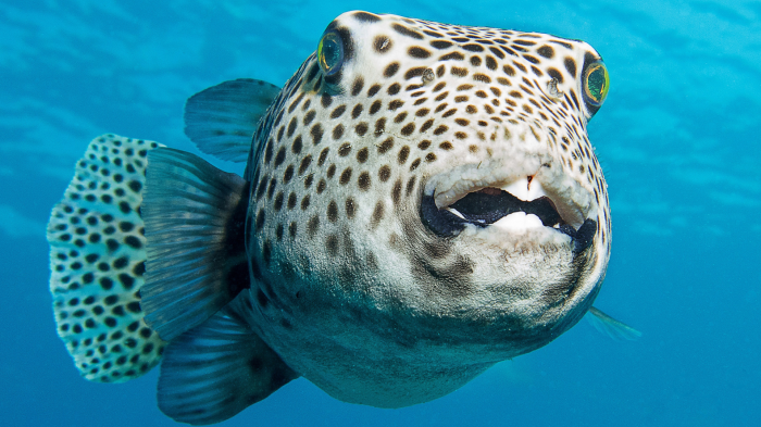 Il pesce mortale nell'Adriatico, se mangiato può essere letale. E' l'avvistamento più settentrionale, esemplare velenosissimo